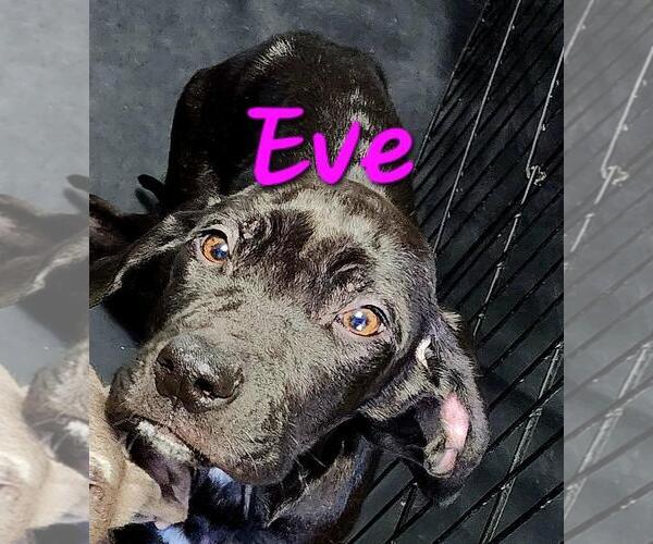 Medium Photo #2 Unknown-Weimaraner Mix Puppy For Sale in Rockwall, TX, USA