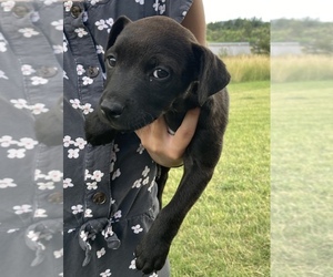 Patterdale Terrier Puppy for sale in SODA SPRINGS, ID, USA