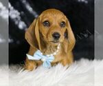 Puppy Slinky Dachshund