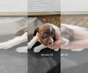 Brittany Puppy for sale in DOWAGIAC, MI, USA