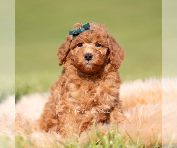 Medium Photo #113 Poodle (Miniature) Puppy For Sale in WARSAW, IN, USA