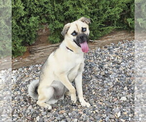 Shug Dogs for adoption in Albuquerque, NM, USA