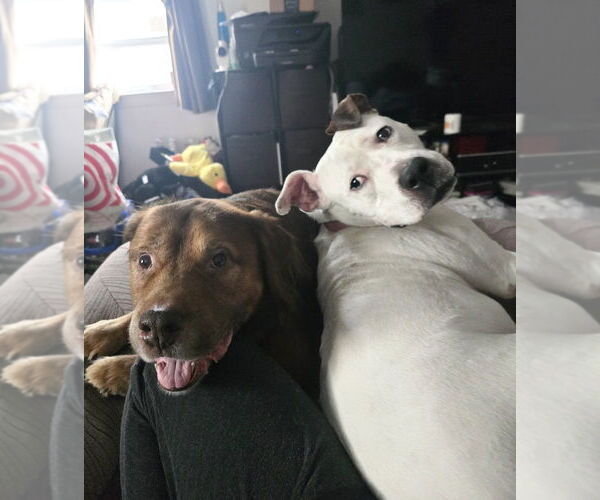 Medium Photo #47 Dogo Argentino-Labrador Retriever Mix Puppy For Sale in Brewster, NY, USA