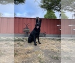 Small #66 German Shepherd Dog