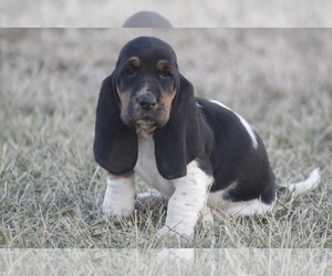 Medium Basset Hound