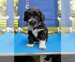 Small Photo #13 Portuguese Water Dog Puppy For Sale in RIGBY, ID, USA