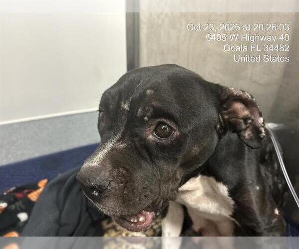 Medium Photo #1 American Pit Bull Terrier-Unknown Mix Puppy For Sale in Ocala, FL, USA