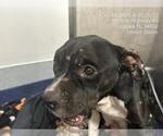 A392737 - Female American Pit Bull Terrier-Unknown Mix Dog for Adoption - Small photo
