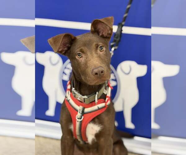 Medium Photo #4 Chocolate Labrador retriever-Unknown Mix Puppy For Sale in Turlock, CA, USA