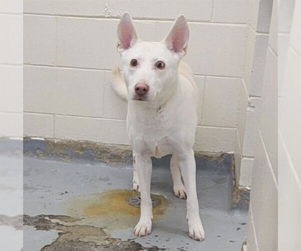 Medium Photo #1 Siberian Husky-Unknown Mix Puppy For Sale in Anchorage, AK, USA