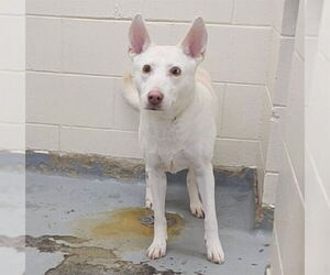 Siberian Husky-Unknown Mix Dogs for adoption in Anchorage, AK, USA