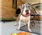 Small Photo #4 American Pit Bull Terrier Puppy For Sale in Denver, CO, USA