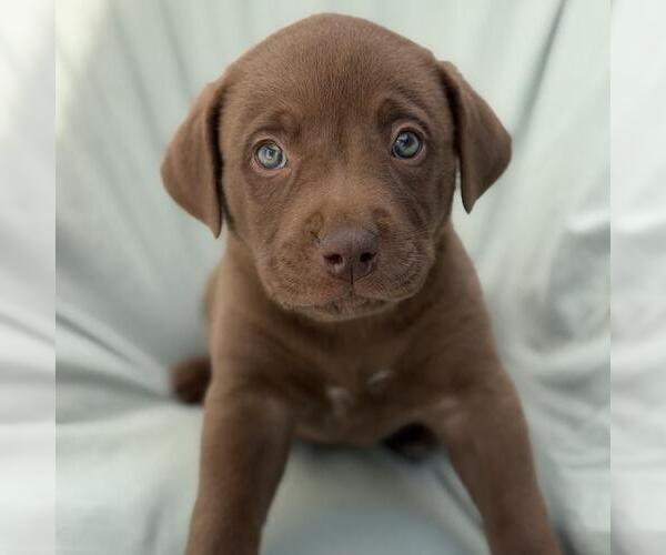 Medium Photo #4 Labrador Retriever-Unknown Mix Puppy For Sale in San Diego, CA, USA