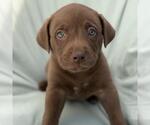 Small #3 Labrador Retriever Mix