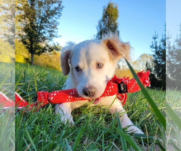 Medium Photo #4 Great Pyrenees-Unknown Mix Puppy For Sale in Germantown, OH, USA