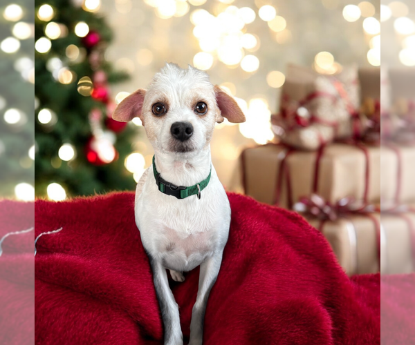 Medium Photo #2 Mutt Puppy For Sale in Vail, AZ, USA