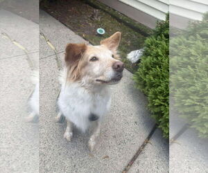 Border Collie-Unknown Mix Dogs for adoption in Westwood, NJ, USA