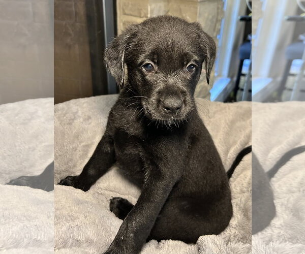Medium Photo #1 Labrador Retriever-Unknown Mix Puppy For Sale in Hillsboro, MO, USA