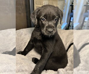 Moxie - Female Labrador Retriever-Unknown Mix Dog for Adoption