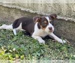 Small Photo #4 Shepradors Puppy For Sale in DETROIT, MI, USA