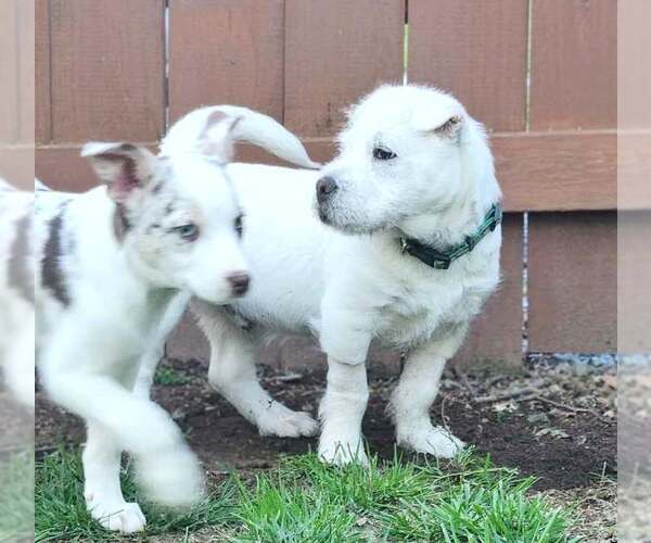Medium Photo #8 Rus-A-Pei Puppy For Sale in Fultonham, NY, USA