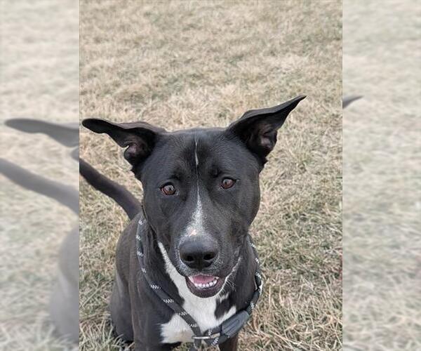 Medium Photo #1 American Staffordshire Terrier-Siberian Husky Mix Puppy For Sale in Lee's Summit, MO, USA