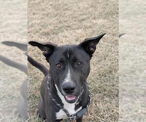 American Staffordshire Terrier-Siberian Husky Mix Dogs for adoption in Lee's Summit, MO, USA