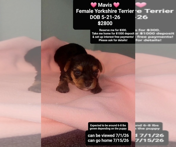 Medium Photo #1 Yorkshire Terrier Puppy For Sale in TUCSON, AZ, USA