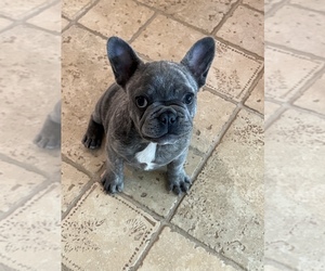 French Bulldog Puppy for sale in GAP, PA, USA