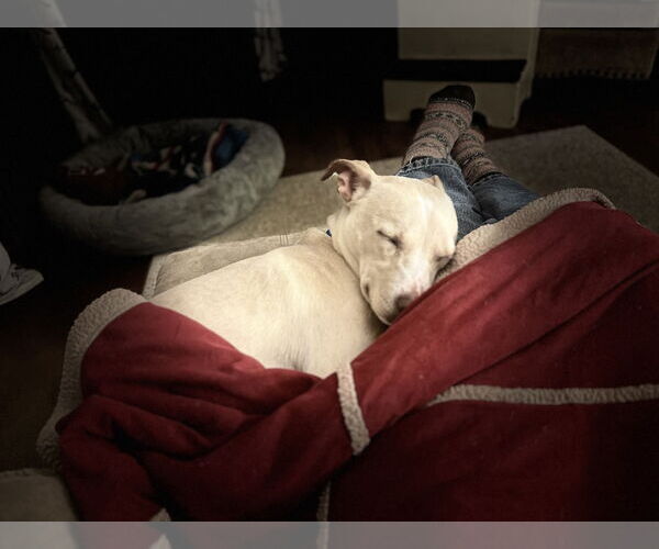 Medium Photo #6 Chihuahua-Unknown Mix Puppy For Sale in Landenberg, PA, USA