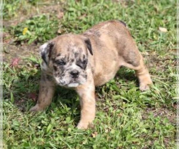 Medium Photo #4 Bulldog Puppy For Sale in MARSHFIELD, MO, USA