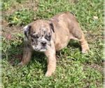 Small #3 Bulldog