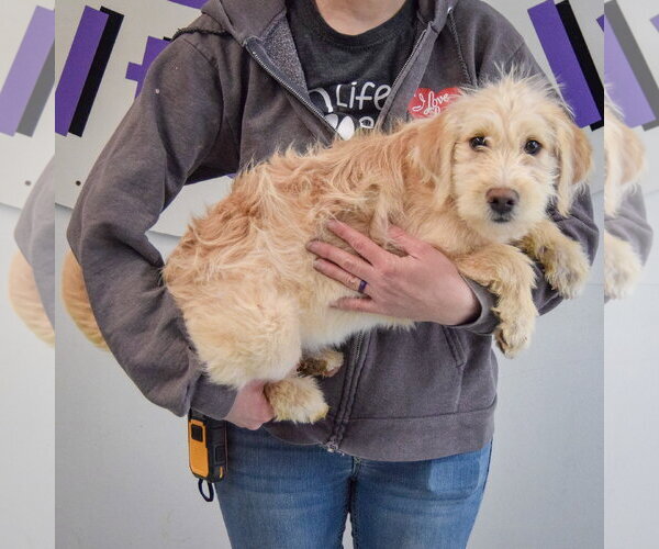 Medium Photo #2 Mutt Puppy For Sale in Huntley, IL, USA