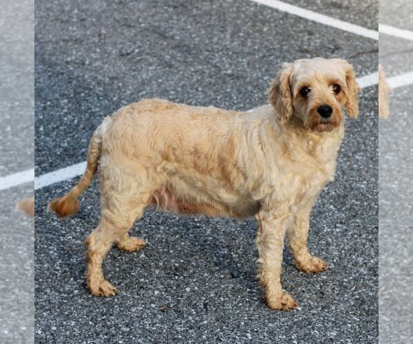 Medium Photo #1 Cavapoo (Miniature) Puppy For Sale in LITITZ, PA, USA