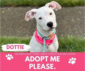 American Pit Bull Terrier Dogs for adoption in Saginaw, MI, USA