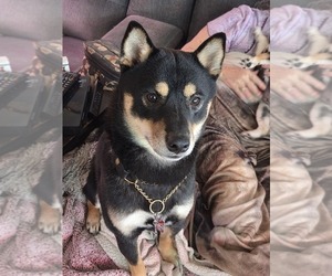 Father of the Shiba Inu puppies born on 01/03/2026