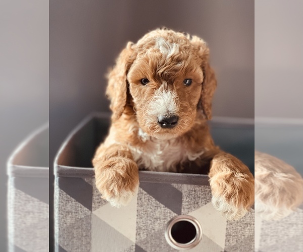Medium Photo #1 Goldendoodle Puppy For Sale in SPOKANE, WA, USA