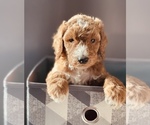Small Photo #1 Goldendoodle Puppy For Sale in SPOKANE, WA, USA