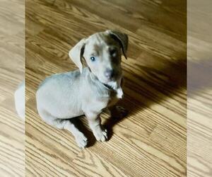 Chiweenie-Jack Russell Terrier Mix Puppy for sale in AIKEN, SC, USA