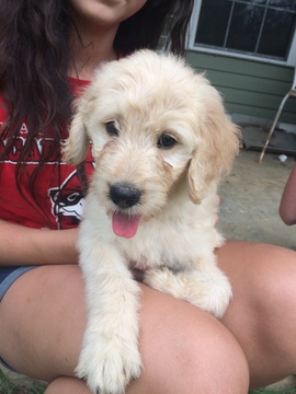 Medium Photo #3 Goldendoodle Puppy For Sale in GRANDIN, MO, USA