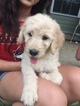 Small Photo #3 Goldendoodle Puppy For Sale in GRANDIN, MO, USA