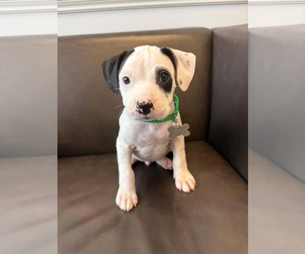 Medium Photo #2 American Staffordshire Terrier-Unknown Mix Puppy For Sale in Holly Springs, NC, USA
