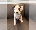 Small #1 American Staffordshire Terrier Mix