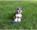Small #3 Schnauzer (Miniature)