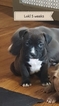 Puppy 7 American Pit Bull Terrier