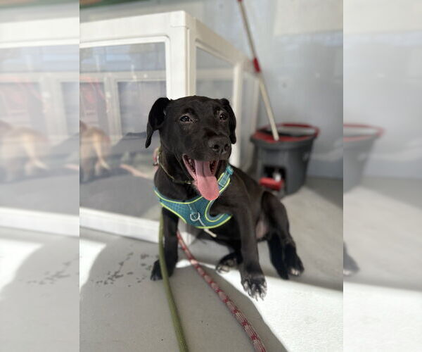 Medium Photo #3 Italian Greyhound-Labrador Retriever Mix Puppy For Sale in Studio City, CA, USA