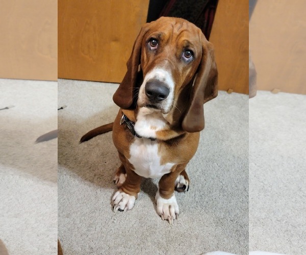 Medium Photo #4 Basset Hound Puppy For Sale in Brookville, OH, USA