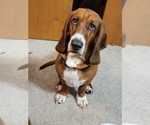 Small #3 Basset Hound