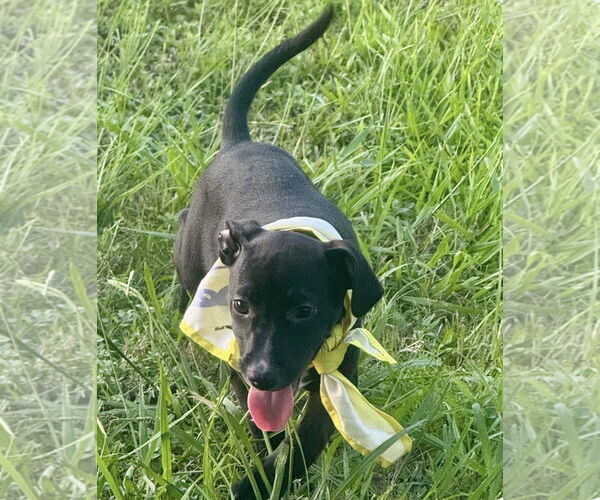 Medium Photo #8 Labrador Retriever-Unknown Mix Puppy For Sale in Oakhurst, NJ, USA