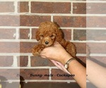 Small #2 Cockapoo (Miniature)